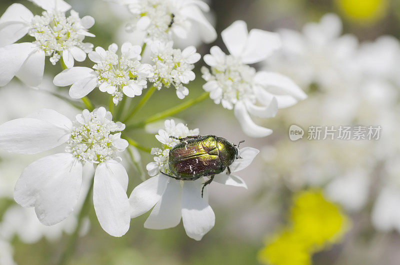 甲虫:金龟子(Cetonia aurata)